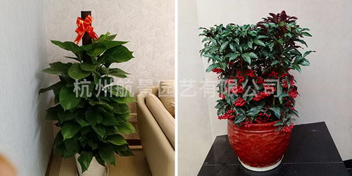 余杭區(qū)專業(yè)工廠綠化公司 花卉配置的藝術(shù)與科學(xué)