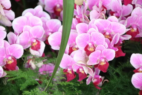 元旦祝福 自帶喜氣的綠植花卉，伴您走進(jìn)2019